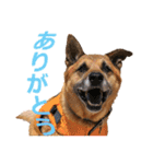 シェパード雑種犬Rookieの毎日（個別スタンプ：14）