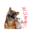 シェパード雑種犬Rookieの毎日（個別スタンプ：16）