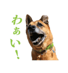 シェパード雑種犬Rookieの毎日（個別スタンプ：19）