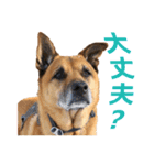 シェパード雑種犬Rookieの毎日（個別スタンプ：20）