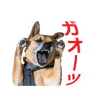 シェパード雑種犬Rookieの毎日（個別スタンプ：29）