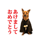 シェパード雑種犬Rookieの毎日（個別スタンプ：31）