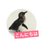 Animal stamp -1（個別スタンプ：6）