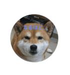 suzukisantinoshibainu（個別スタンプ：3）