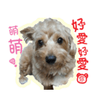 dog baby chen（個別スタンプ：1）