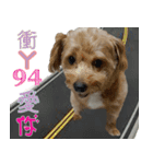 dog baby chen（個別スタンプ：6）