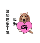 Canis lupus familiaris<dachshund>（個別スタンプ：2）