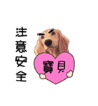 Canis lupus familiaris<dachshund>（個別スタンプ：3）