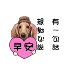 Canis lupus familiaris<dachshund>（個別スタンプ：4）