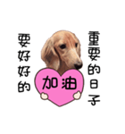 Canis lupus familiaris<dachshund>（個別スタンプ：6）