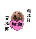 Canis lupus familiaris<dachshund>（個別スタンプ：7）