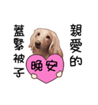 Canis lupus familiaris<dachshund>（個別スタンプ：9）