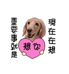 Canis lupus familiaris<dachshund>（個別スタンプ：11）