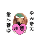 Canis lupus familiaris<dachshund>（個別スタンプ：12）