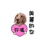 Canis lupus familiaris<dachshund>（個別スタンプ：16）