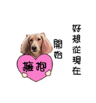 Canis lupus familiaris<dachshund>（個別スタンプ：17）