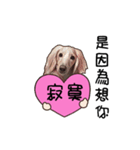 Canis lupus familiaris<dachshund>（個別スタンプ：19）