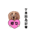 Canis lupus familiaris<dachshund>（個別スタンプ：20）