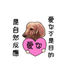 Canis lupus familiaris<dachshund>（個別スタンプ：21）