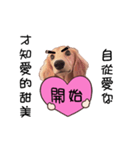 Canis lupus familiaris<dachshund>（個別スタンプ：22）