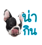 Maruay Frenchie.（個別スタンプ：13）