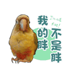 My Cute Conures2 - with his servants（個別スタンプ：3）