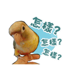 My Cute Conures2 - with his servants（個別スタンプ：4）