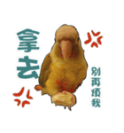 My Cute Conures2 - with his servants（個別スタンプ：5）