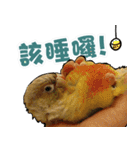 My Cute Conures2 - with his servants（個別スタンプ：6）