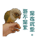 My Cute Conures2 - with his servants（個別スタンプ：7）