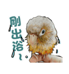My Cute Conures2 - with his servants（個別スタンプ：12）