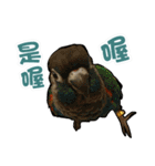 My Cute Conures2 - with his servants（個別スタンプ：14）