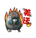 My Cute Conures2 - with his servants（個別スタンプ：15）