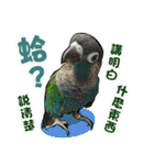 My Cute Conures2 - with his servants（個別スタンプ：16）