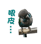 My Cute Conures2 - with his servants（個別スタンプ：18）