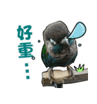 My Cute Conures2 - with his servants（個別スタンプ：19）
