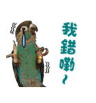 My Cute Conures2 - with his servants（個別スタンプ：20）