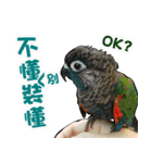 My Cute Conures2 - with his servants（個別スタンプ：21）