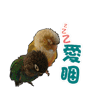 My Cute Conures2 - with his servants（個別スタンプ：22）