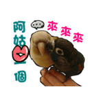 My Cute Conures2 - with his servants（個別スタンプ：23）