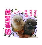 My Cute Conures2 - with his servants（個別スタンプ：24）