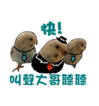 My Cute Conures2 - with his servants（個別スタンプ：25）