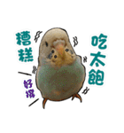 My Cute Conures2 - with his servants（個別スタンプ：26）