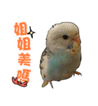My Cute Conures2 - with his servants（個別スタンプ：27）