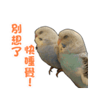 My Cute Conures2 - with his servants（個別スタンプ：28）