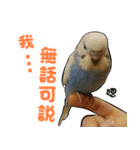 My Cute Conures2 - with his servants（個別スタンプ：32）