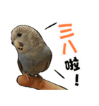 My Cute Conures2 - with his servants（個別スタンプ：33）