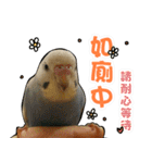 My Cute Conures2 - with his servants（個別スタンプ：36）
