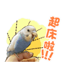 My Cute Conures2 - with his servants（個別スタンプ：37）
