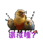 My Cute Conures2 - with his servants（個別スタンプ：39）